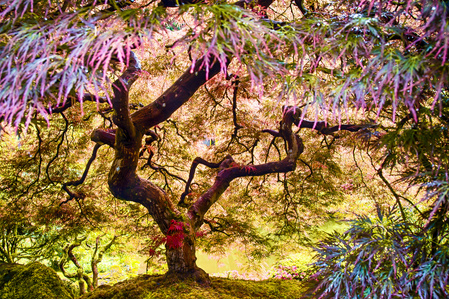 Tree of Life from the Japanese Gardens in Portland Oregon
