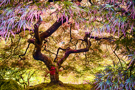 Tree of Life from the Japanese Gardens in Portland Oregon
