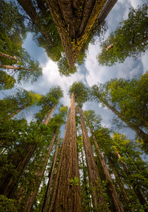 California Coast Redwoods, Jedediah Smith State Park