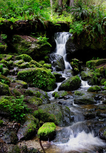Trillium Falls, Redwood National Park, water fall, cascade, California waterfall, small waterfall
