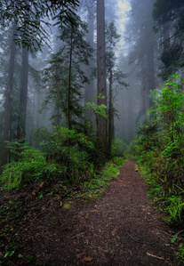 Redwood trees, redwood empire, coastal fog redwoods in fog, California redwood trees