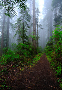 Redwood trees, redwood empire, coastal fog redwoods in fog, California redwood trees