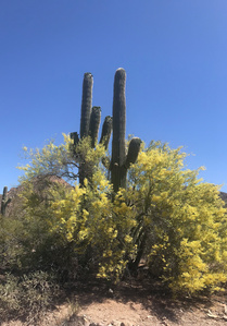 Saguaro cactus, arizona desert, sonora desert, cactus