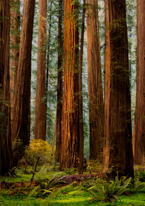 Redwood grove, Humboldt State Park, Rockefeller Forest, California redwoods, coastal redwoods
