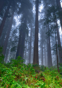 Redwood trees, redwood empire, coastal fog redwoods in fog, California redwood trees