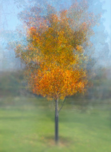 Pep Vantosa style, fall colors tree