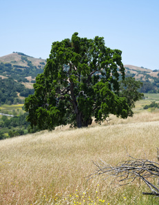 Oak Trees and Grasslands, Central California Hillsides, Spring Hillside, Central California, Oak Tree