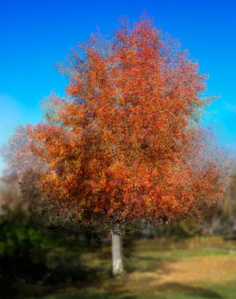 Pep Vantosa style image. fall maple tree