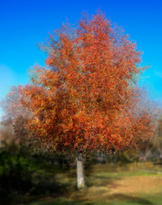 Pep Vantosa style image, of fall maple tree, photographed in the round