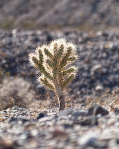 Teddy Bear Cactus, Death Valley National Park, cactus, death valley, teddy bear