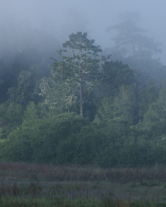 Point Reyes Tree in Fog