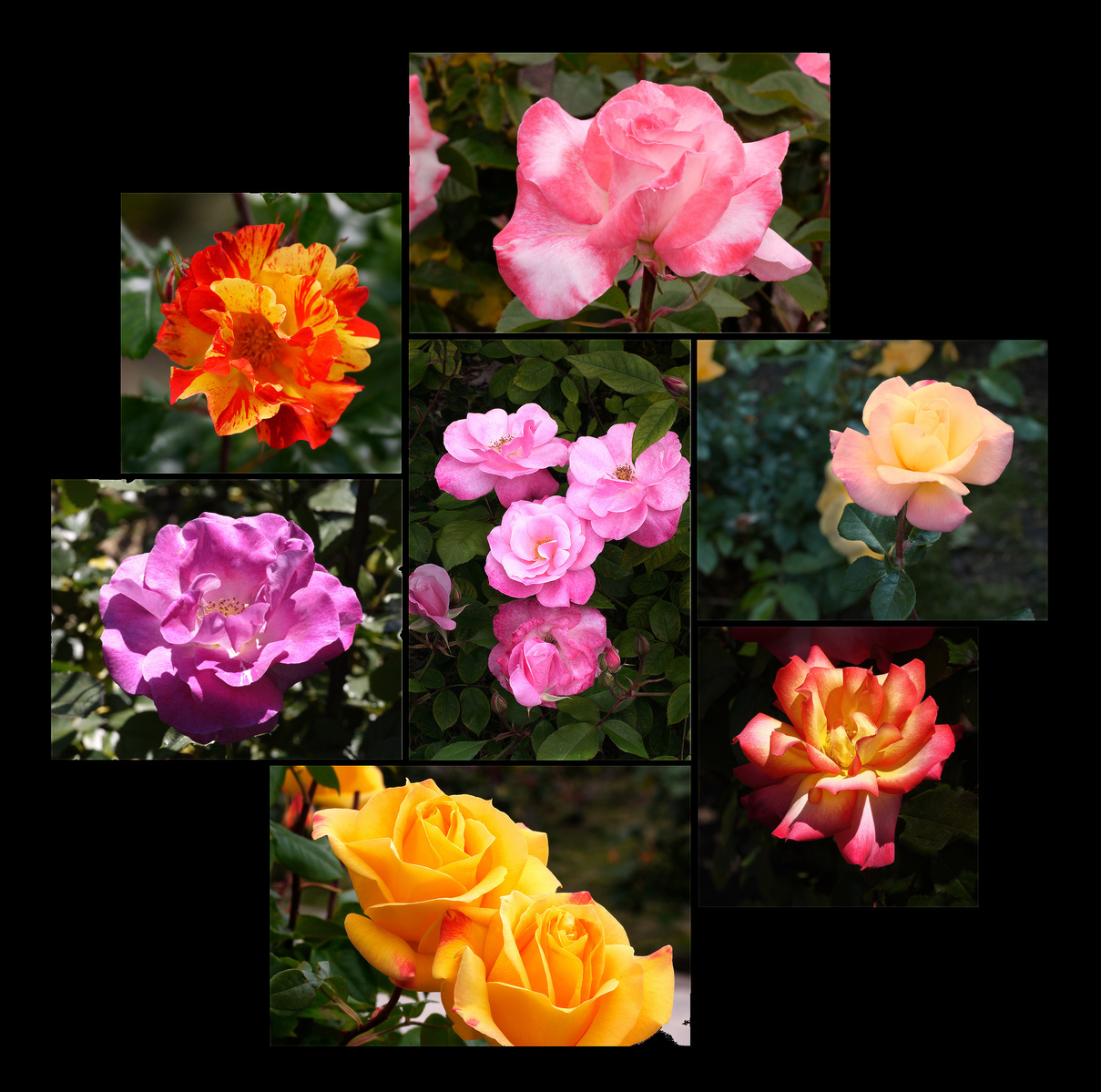 Seven panel wall display of rose blooms in artistic arrangement