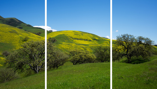 California wildflower super bloom, Hollister CA super bloom, 2023 super bloom, 