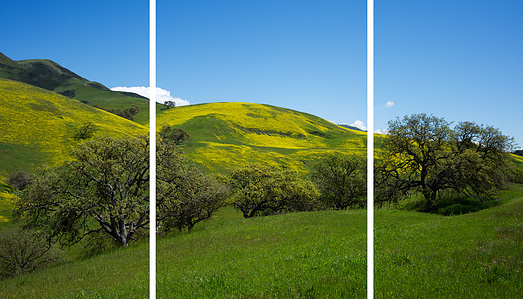 California wildflower super bloom, Hollister CA super bloom, 2023 super bloom, 