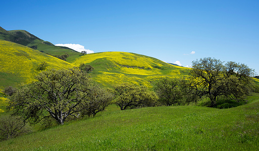 Hollister super bloom, Pinnacles National Park, Highway 25, Green Fields