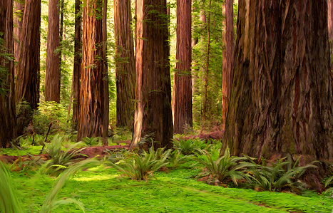 Redwood grove, Humboldt State Park, Rockefeller Forest, California redwoods, coastal redwoods