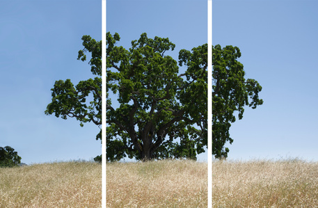 Valley Oak triptych