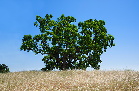 Valley Oak Tree in Spring