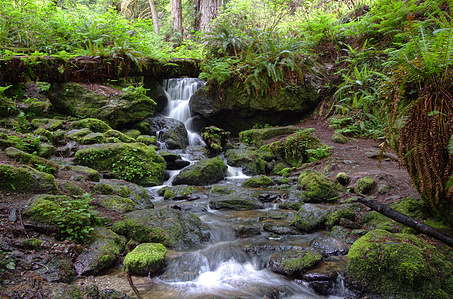 Trillium Falls Redwood National Park, Redwood National Park, Trillium Falls