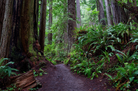 Redwood Grove Trail Redwood National Park