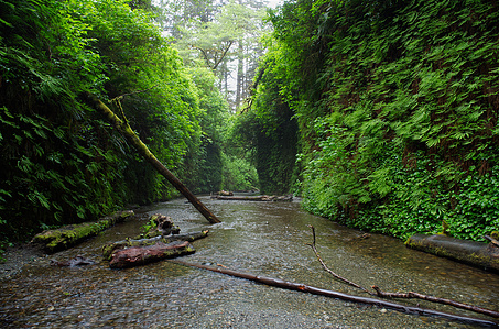 Fern Canyon, Redwood National Park