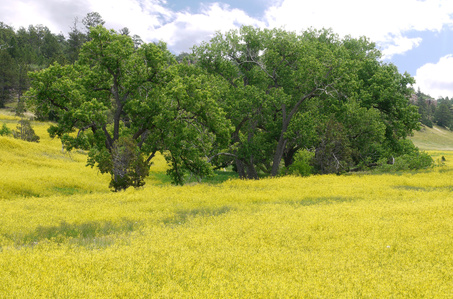 Oaks and Wild Canola, South Dakota, canols flowers