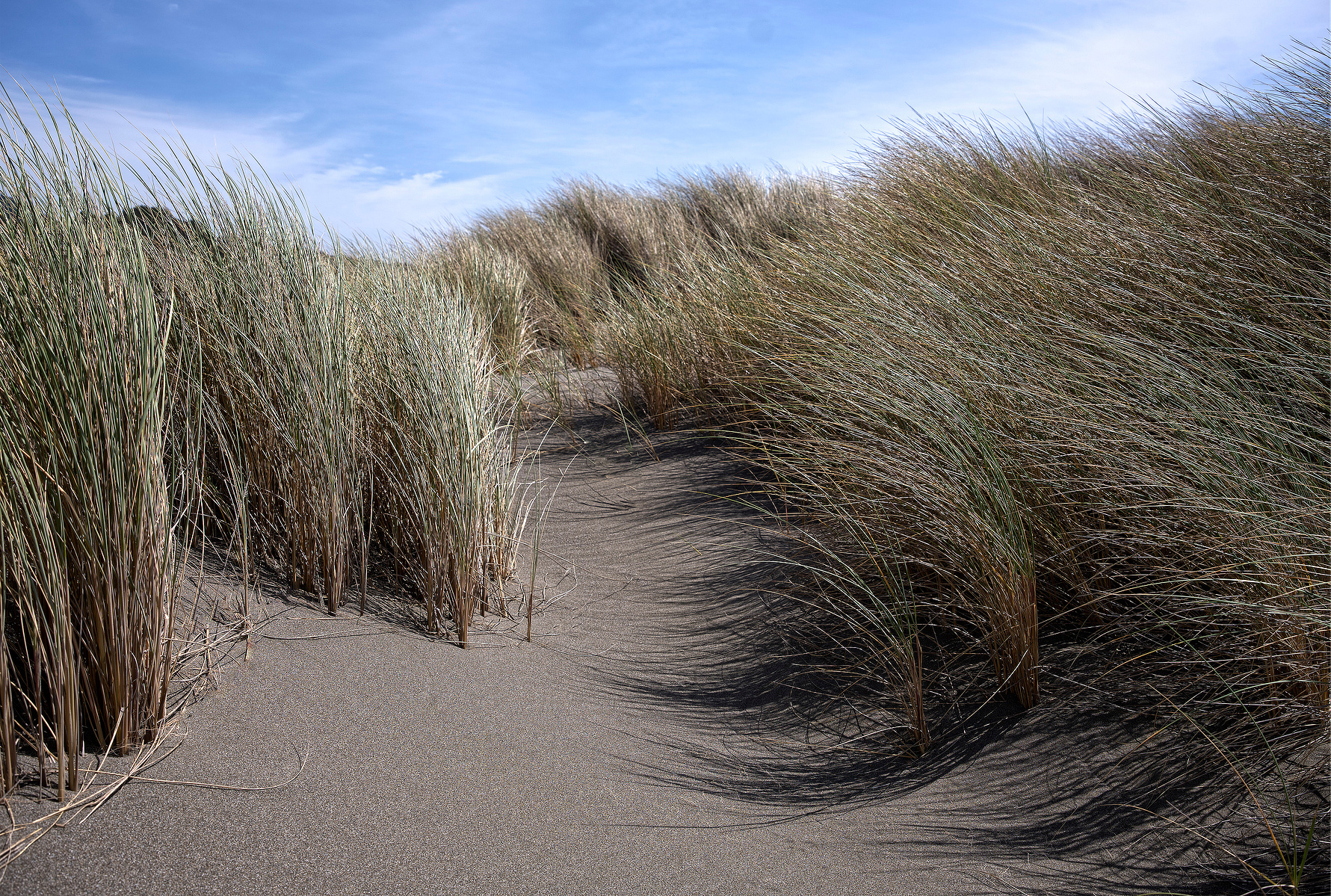 Sea grass, sand dunes, ocean shore grass