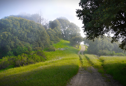Foggy trail, Russian Ridge, Santa Cruz Mountains, California, open space preserve, San Mateo county parks,