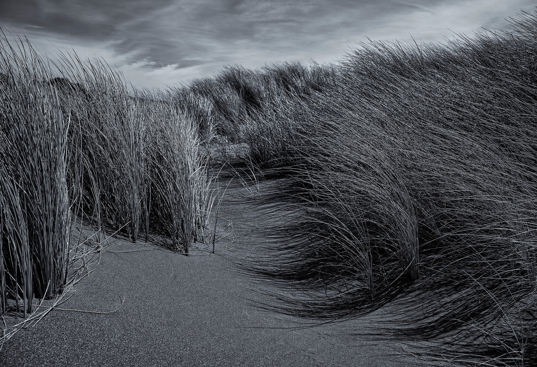 Sea grass, sand dunes, ocean shore grass. selenium, monochrome