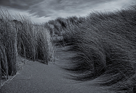 Sea grass, sand dunes, ocean shore grass. selenium, monochrome