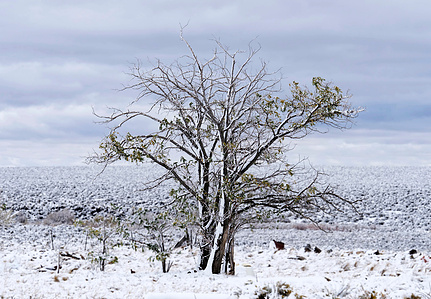 Shoshone Reservation, Idaho, snow, blizzard, winter blizzard