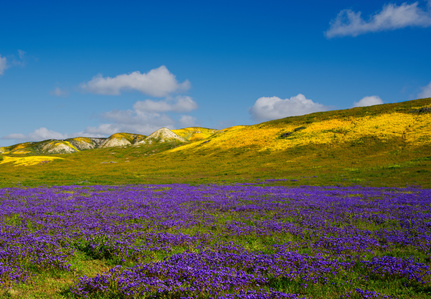 Carrizo Plain National Monument, wild flowers, 2023 super bloom, California wild flowers