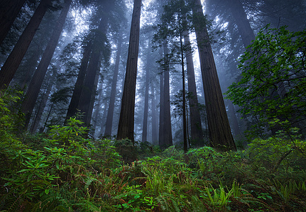 Redwood trees, redwood empire, coastal fog redwoods in fog, California redwood trees