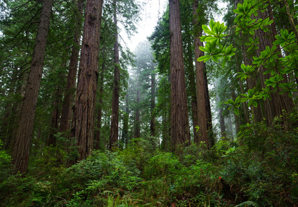Coast Redwoods, morning fog, Northern California redwoods, Crescent City redwoods, Damnation Creek trail