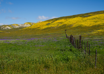 Carrizo Plain National Monument, wild flowers, 2023 super bloom, California wild flowers