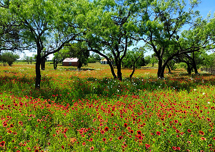 West Texas wildflowers, Texas spring flowers