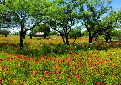 West Texas wildflowers, Texas spring flowers