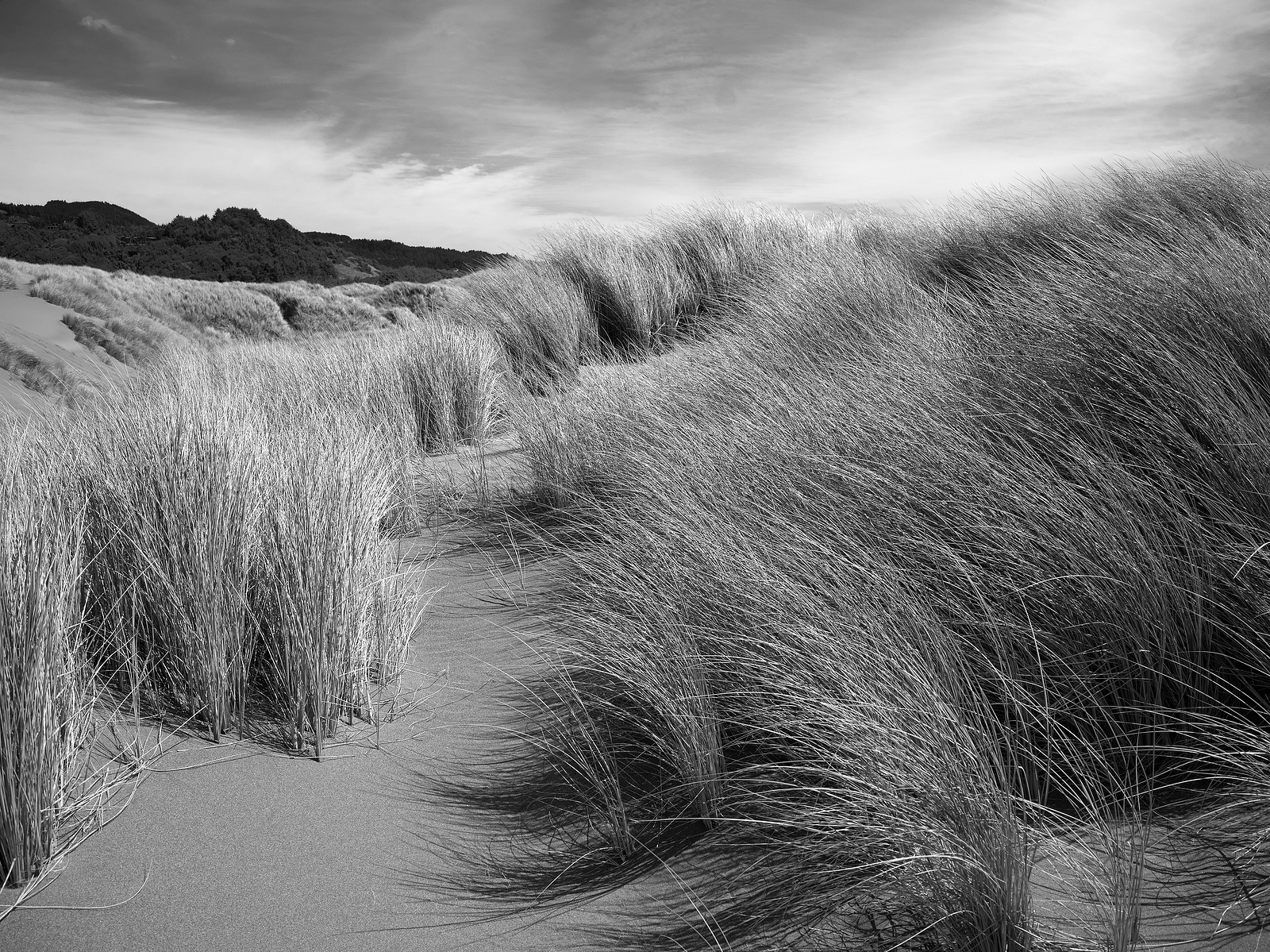 Dune grass bending in ocean wind. Dune grass, sea grass, sand dunes, oregon coast, pistol river. Black and white, selenium
