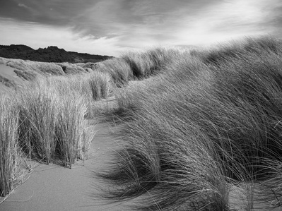 Dune grass bending in ocean wind.  Dune grass, sea grass, sand dunes, oregon coast, pistol river.  Black and white, selenium