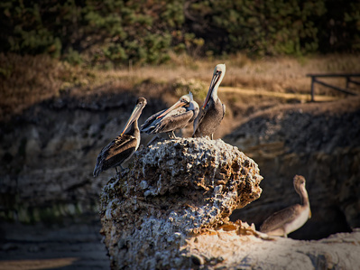 Pelicans, resting birds, sea birds, coastal birds, California coast