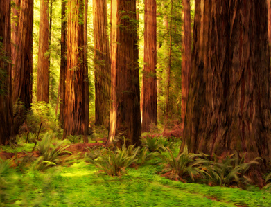 Redwood grove, Humboldt State Park, Rockefeller Forest, California redwoods, coastal redwoods