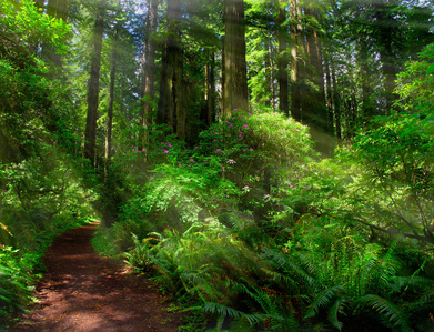 Damnation Creek Redwoods