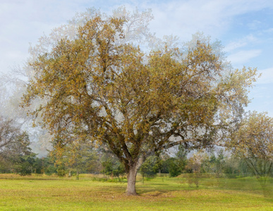 Pep Vantosa style image, of fall oak tree, photographed in the round