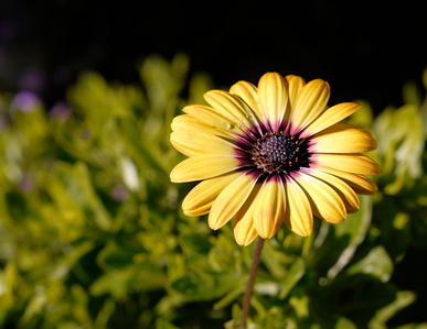 yellow flower, african daisy, flower. dew drop on flower, macro image, yellow african daisy