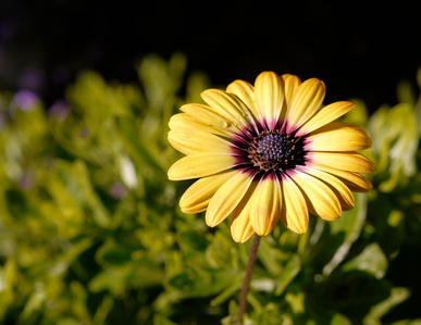 yellow flower, african daisy, flower. dew drop on flower, macro image, yellow african daisy