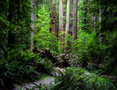 Redwood Grove Trail Redwood National Park