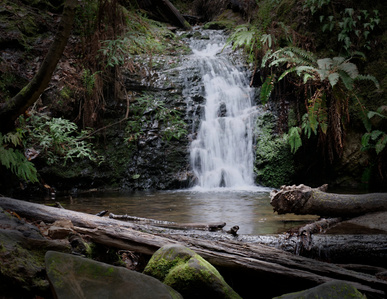 Hidden waterfall, cascade, redwood grove, waterfall