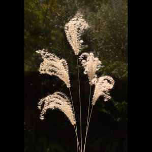 ornamental grass still life picture