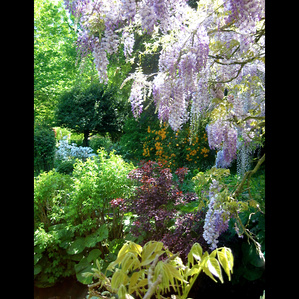 Giverny Gardens, French garden, Monet Garden, MonetLily Pond, Monet Inspiration, Giverny tourist destination