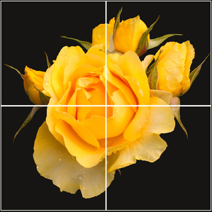 Four panel wall display of single rose image